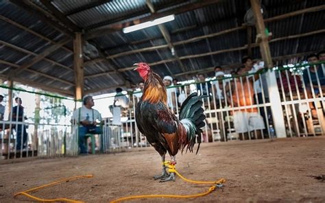 A Cockfight Gone Wrong .